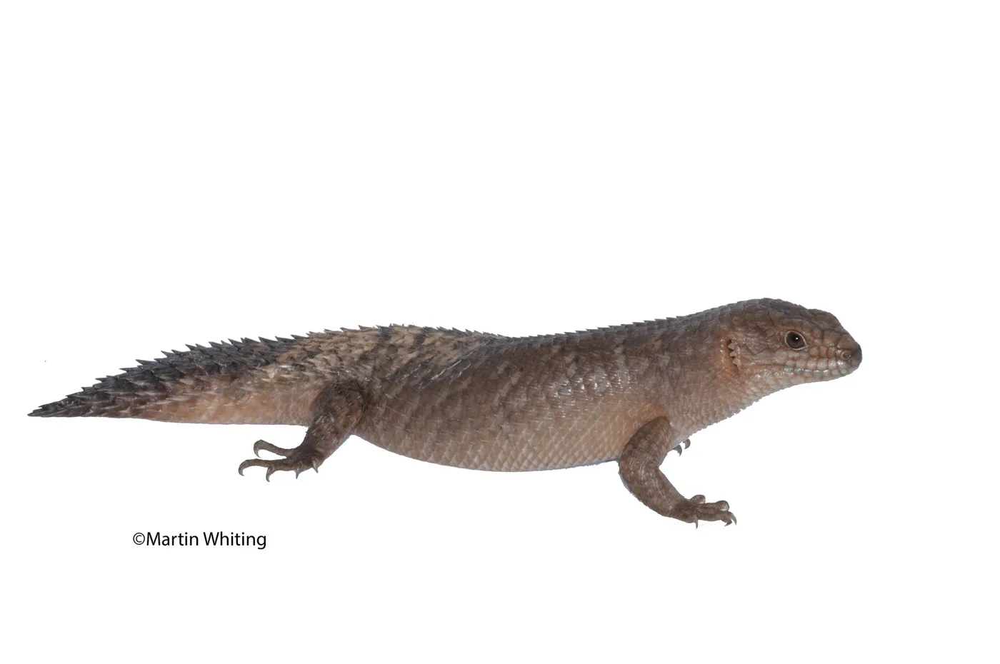 Egernia stokesii