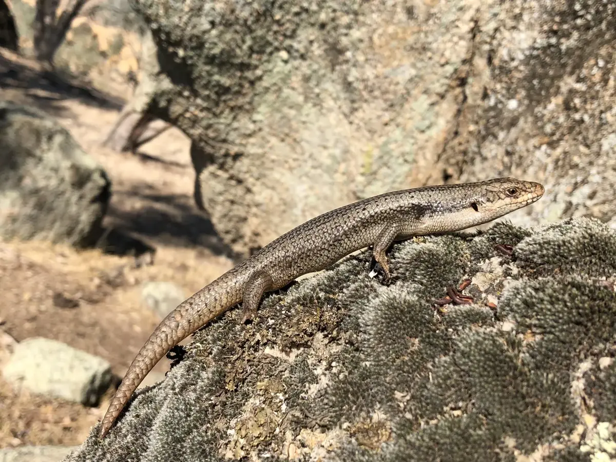 Egernia striolata