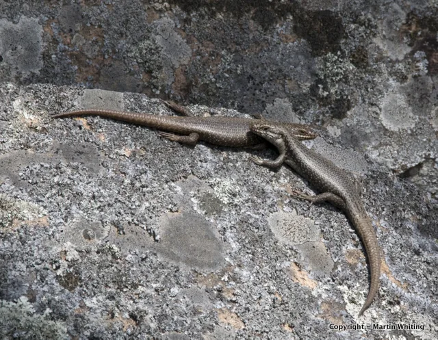Egernia striolata