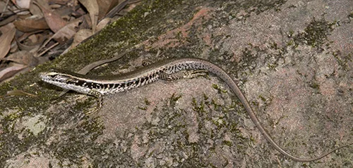 Eulamprus quoyii