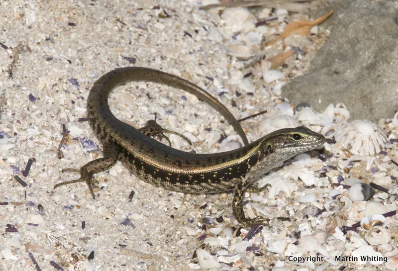 Eulamprus quoyii
