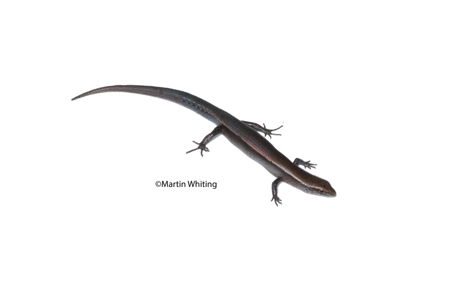 Lampropholis delicata