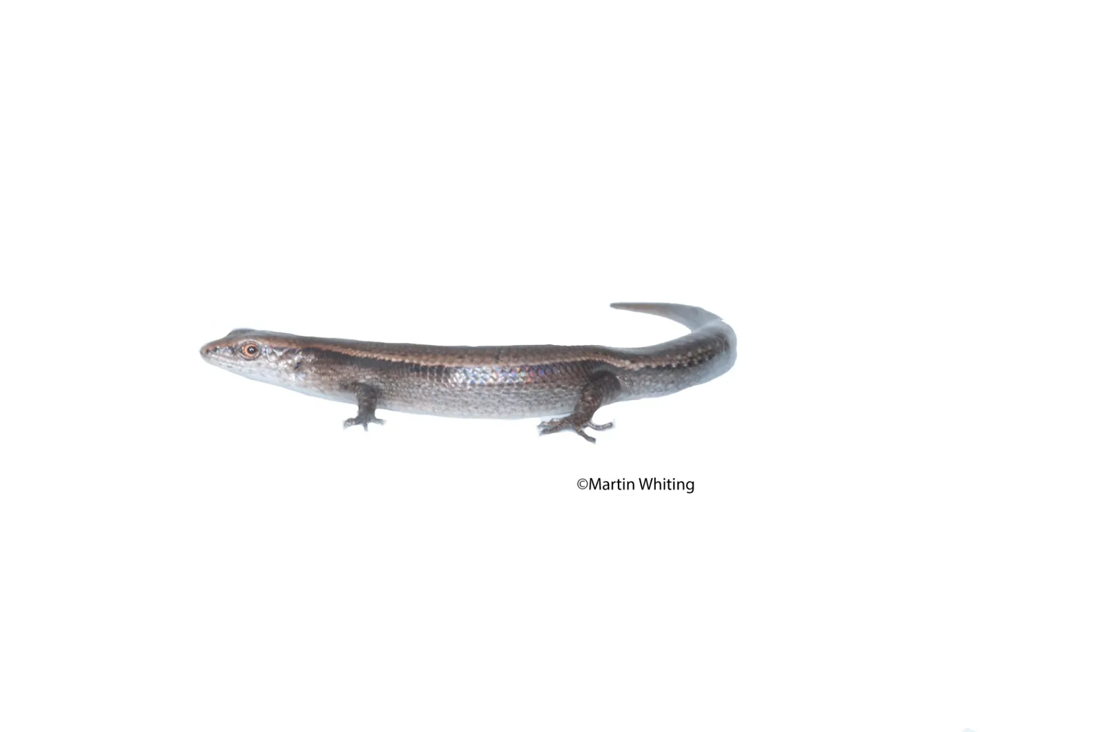 Lampropholis delicata