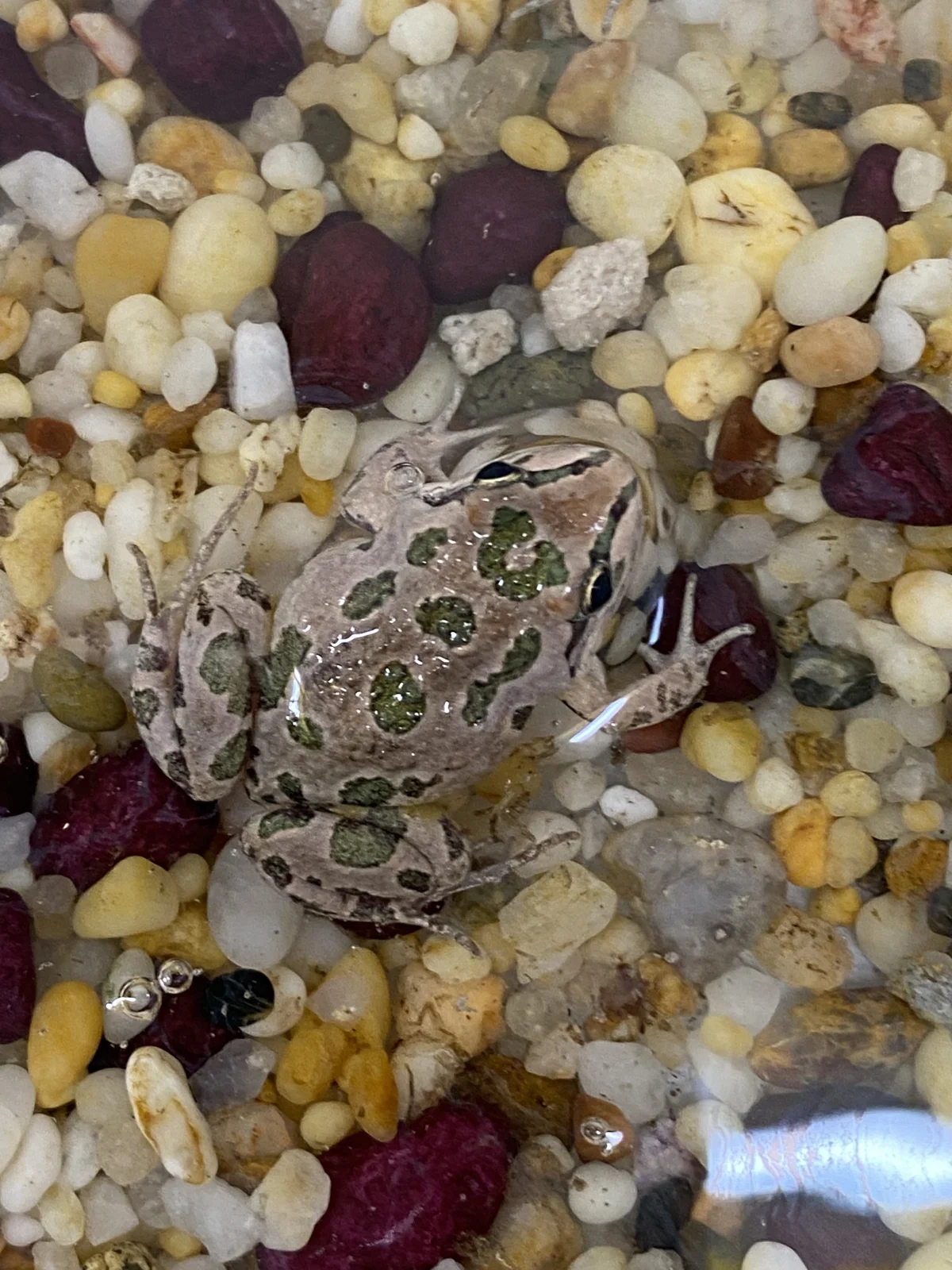 Limnodynastes tasmaniensis