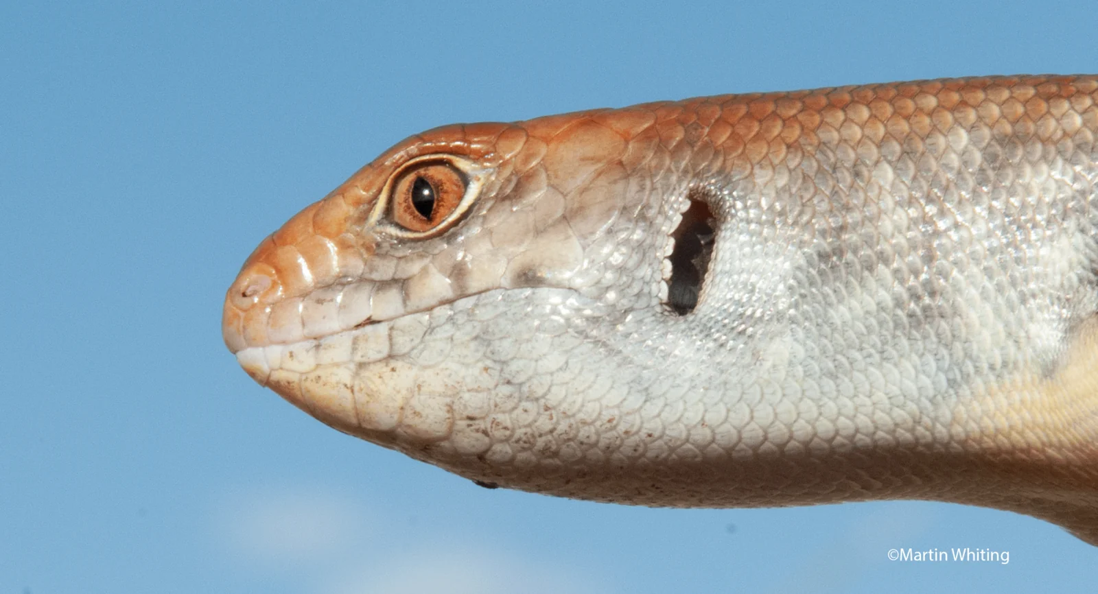 Liopholis kintorei