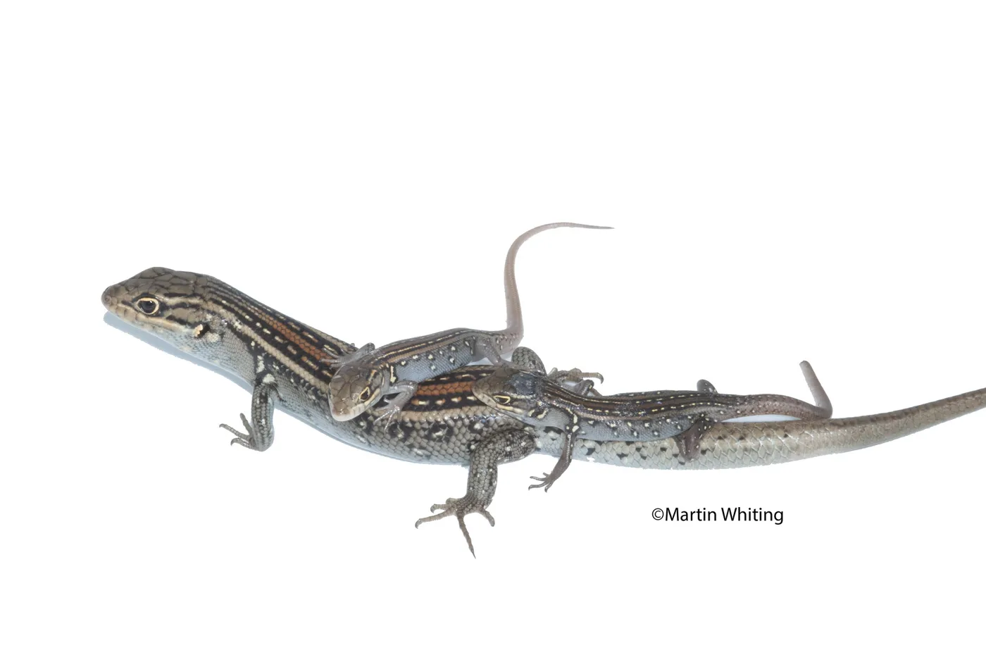 Liopholis whitii