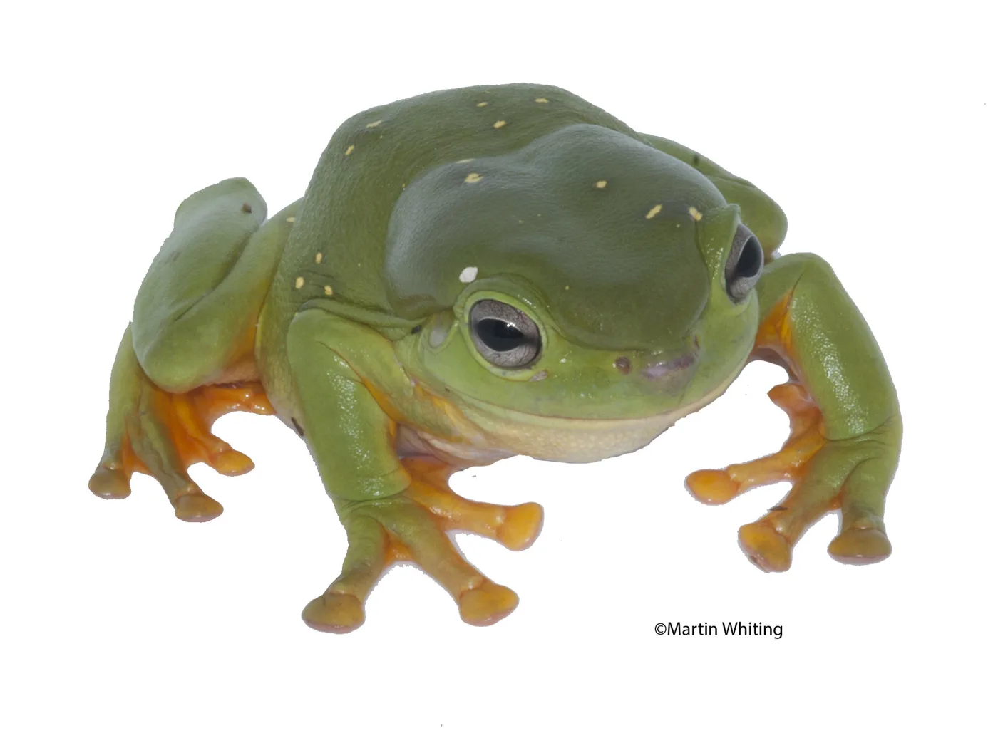Litoria splendida