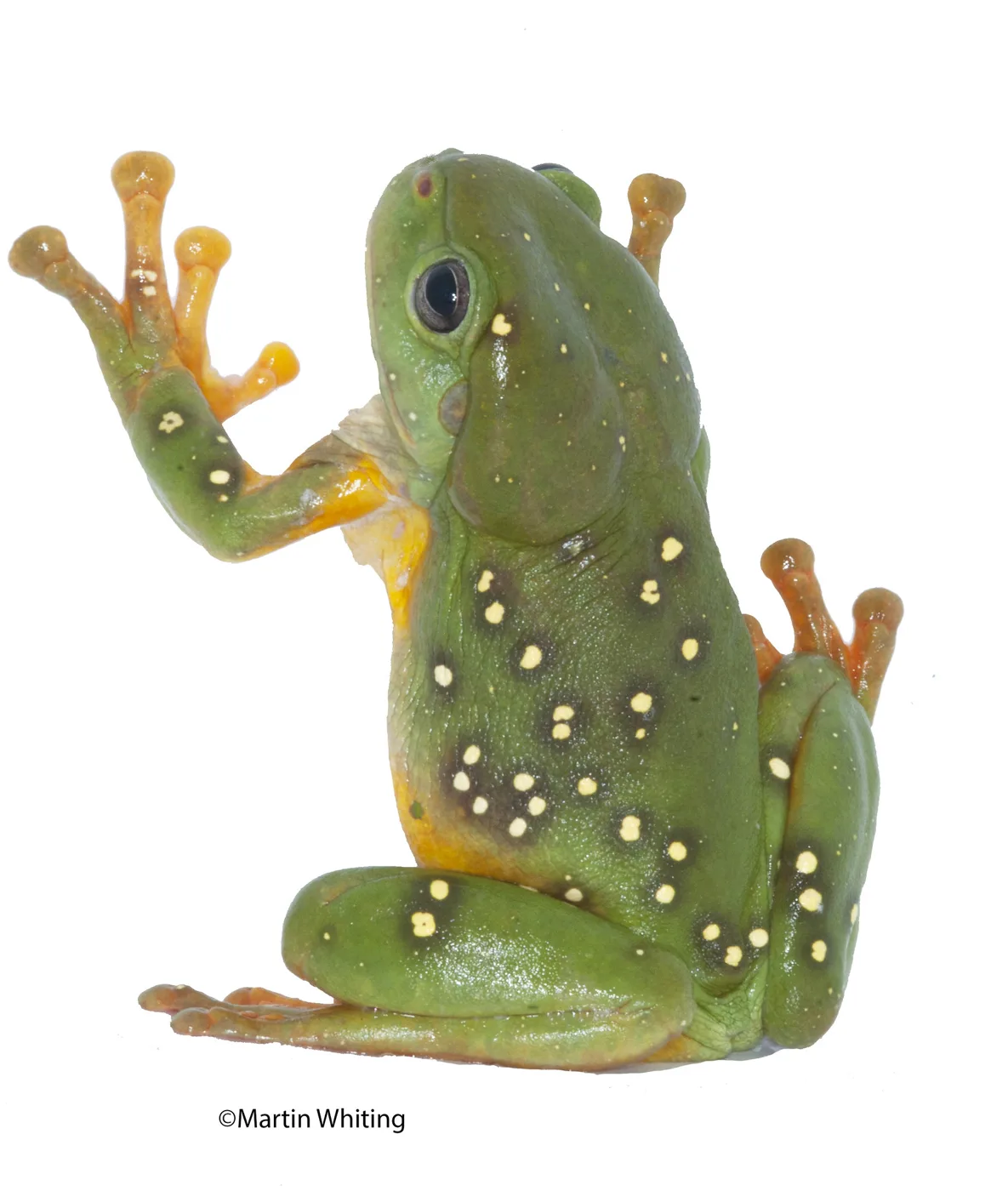 Litoria splendida