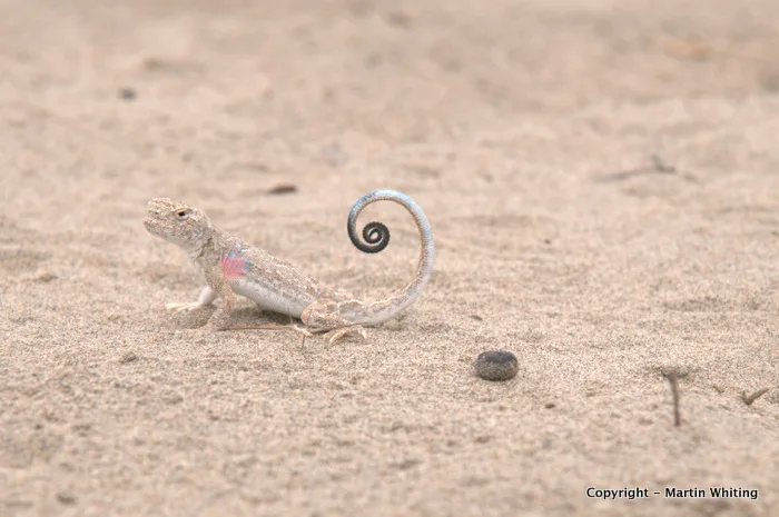 Phrynocephalus guttatus