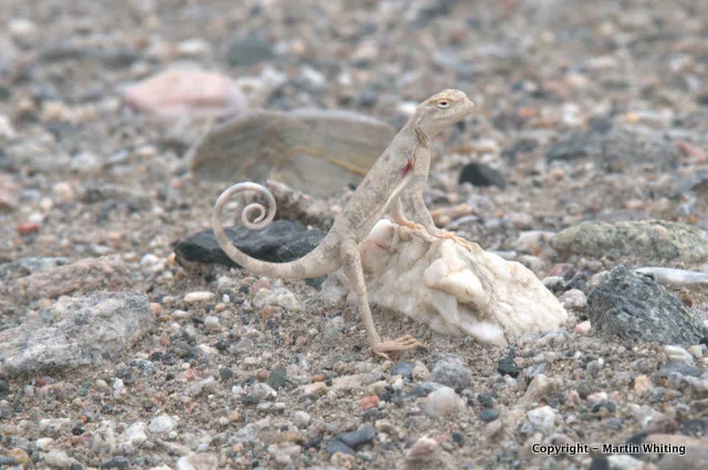 Phrynocephalus axillaris