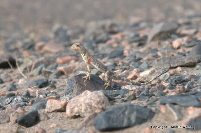 Phrynocephalus axillaris