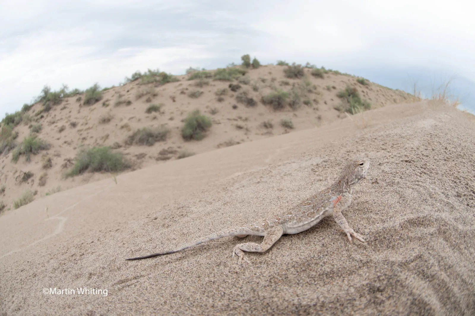 Phrynocephalus guttatus