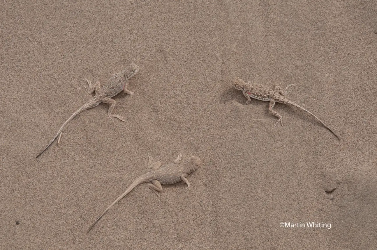 Phrynocephalus guttatus
