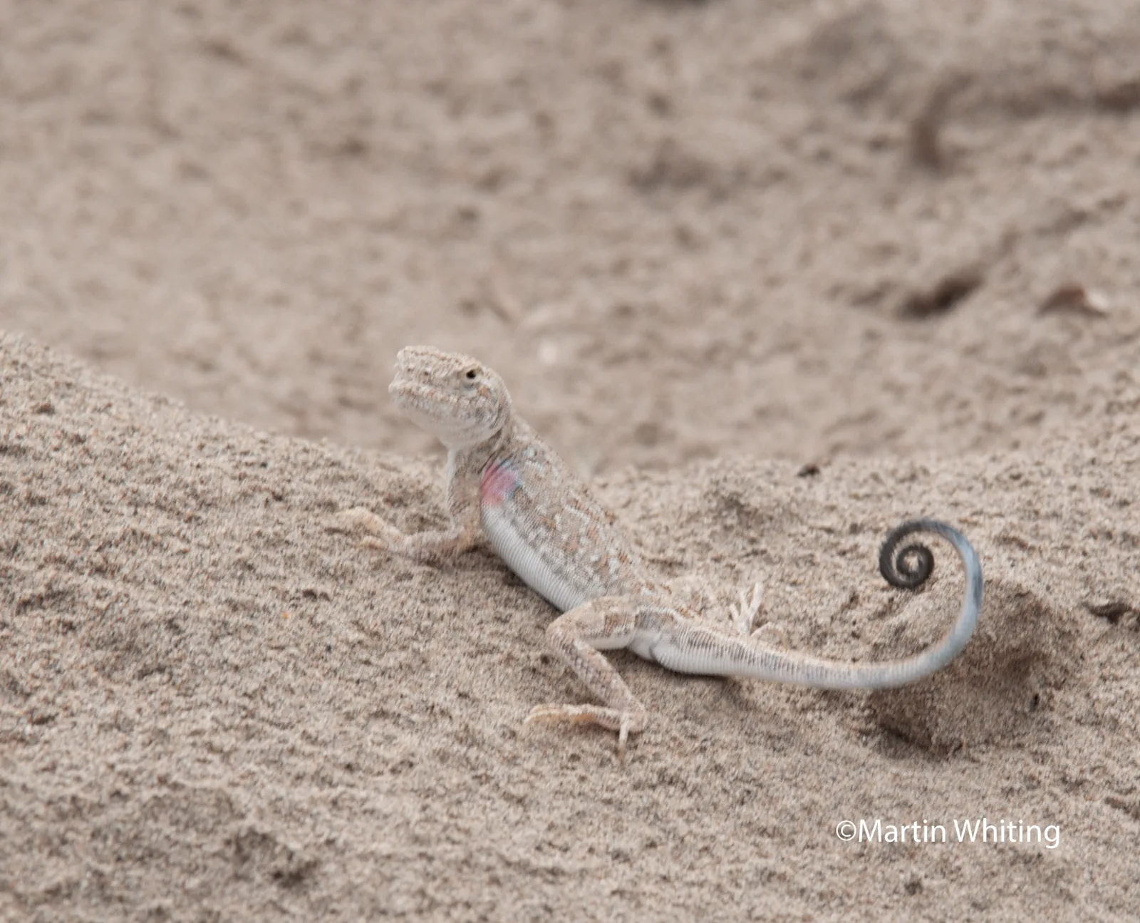 Phrynocephalus guttatus