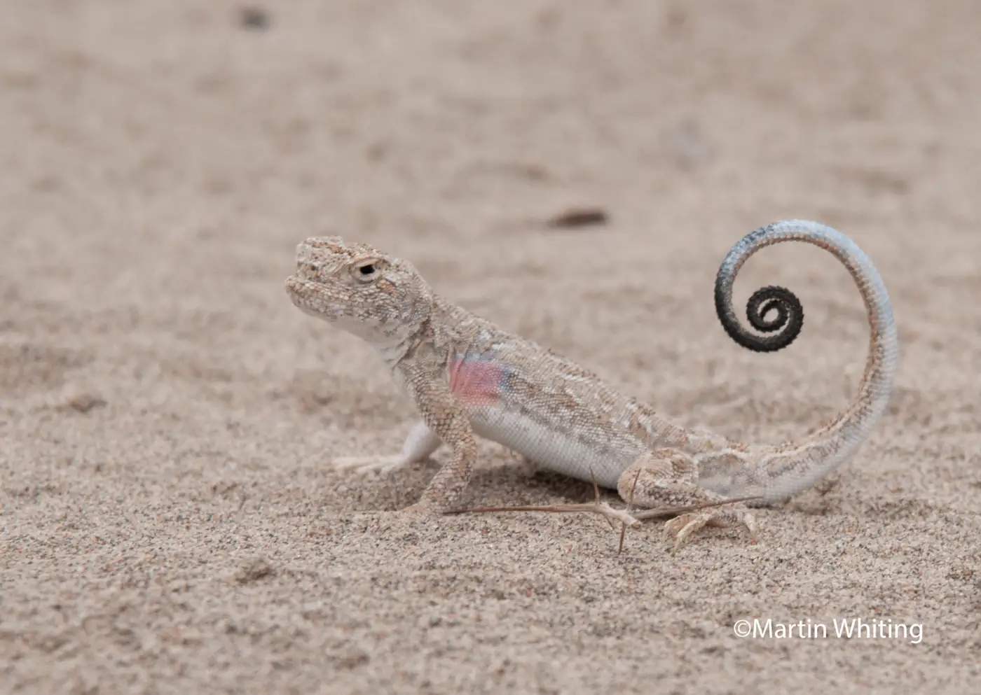 Phrynocephalus guttatus