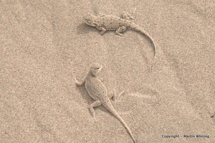 Phrynocephalus guttatus