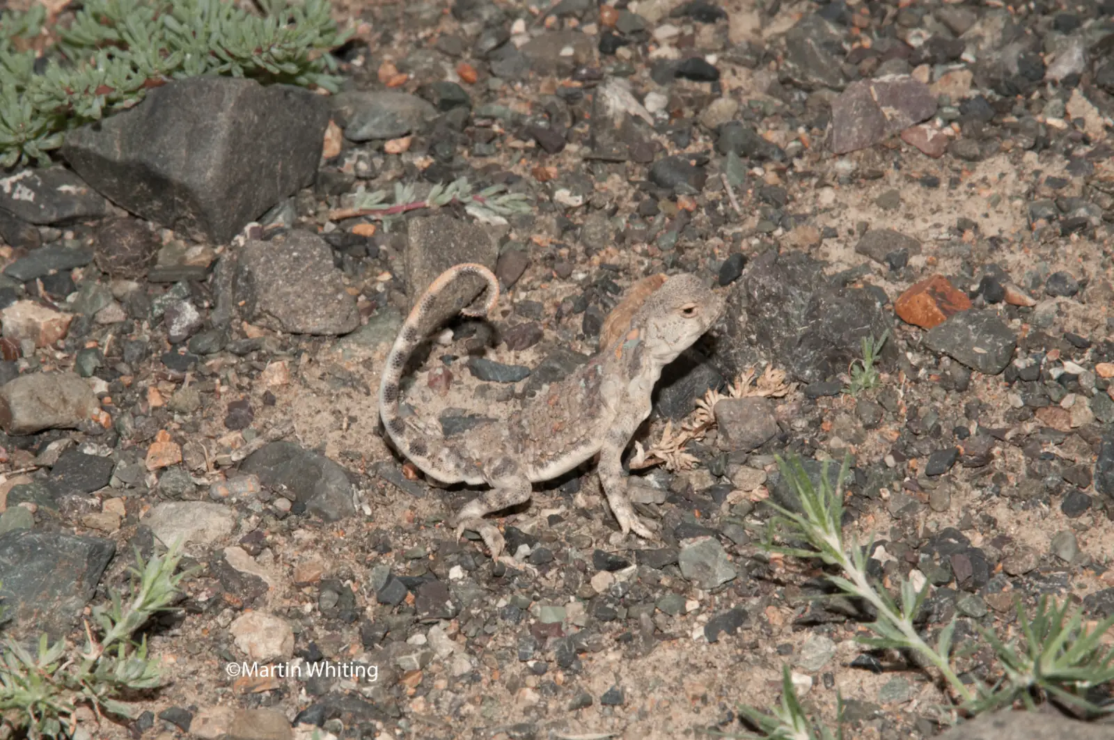 Phrynocephalus helioscopus