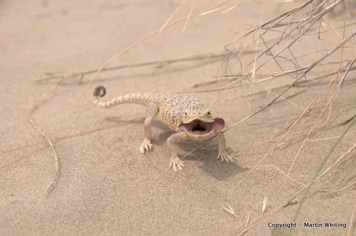 Phrynocephalus mystaceus