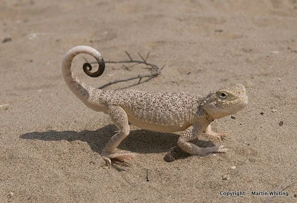 Phrynocephalus mystaceus