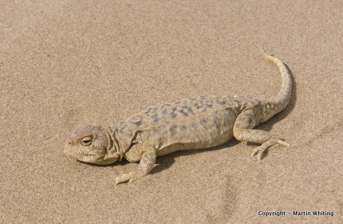 Phrynocephalus vlangalii