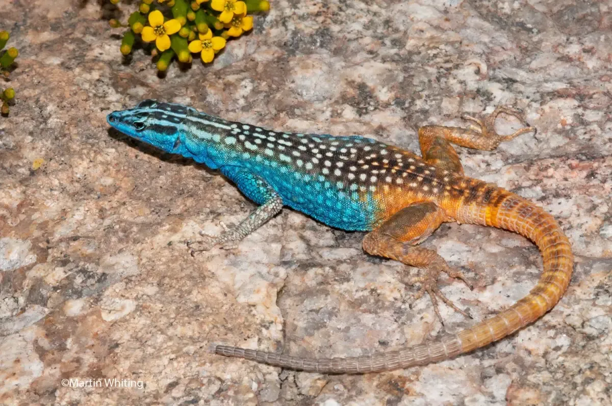Platysaurus attenboroughi