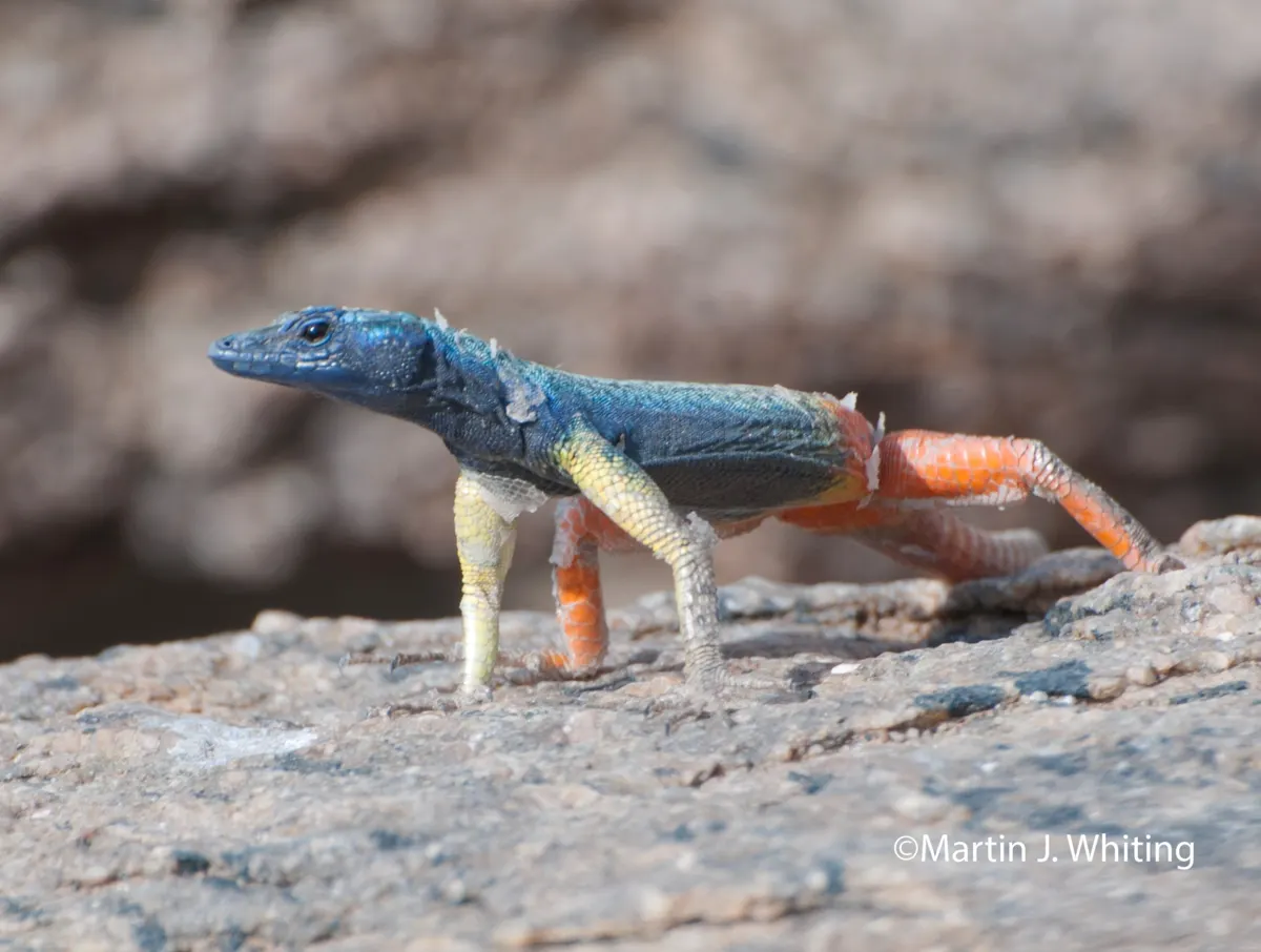 Platysaurus broadleyi