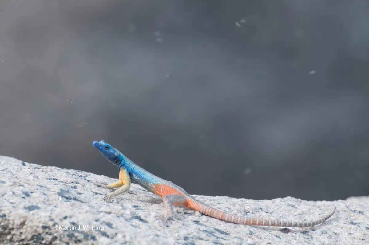 Platysaurus broadleyi