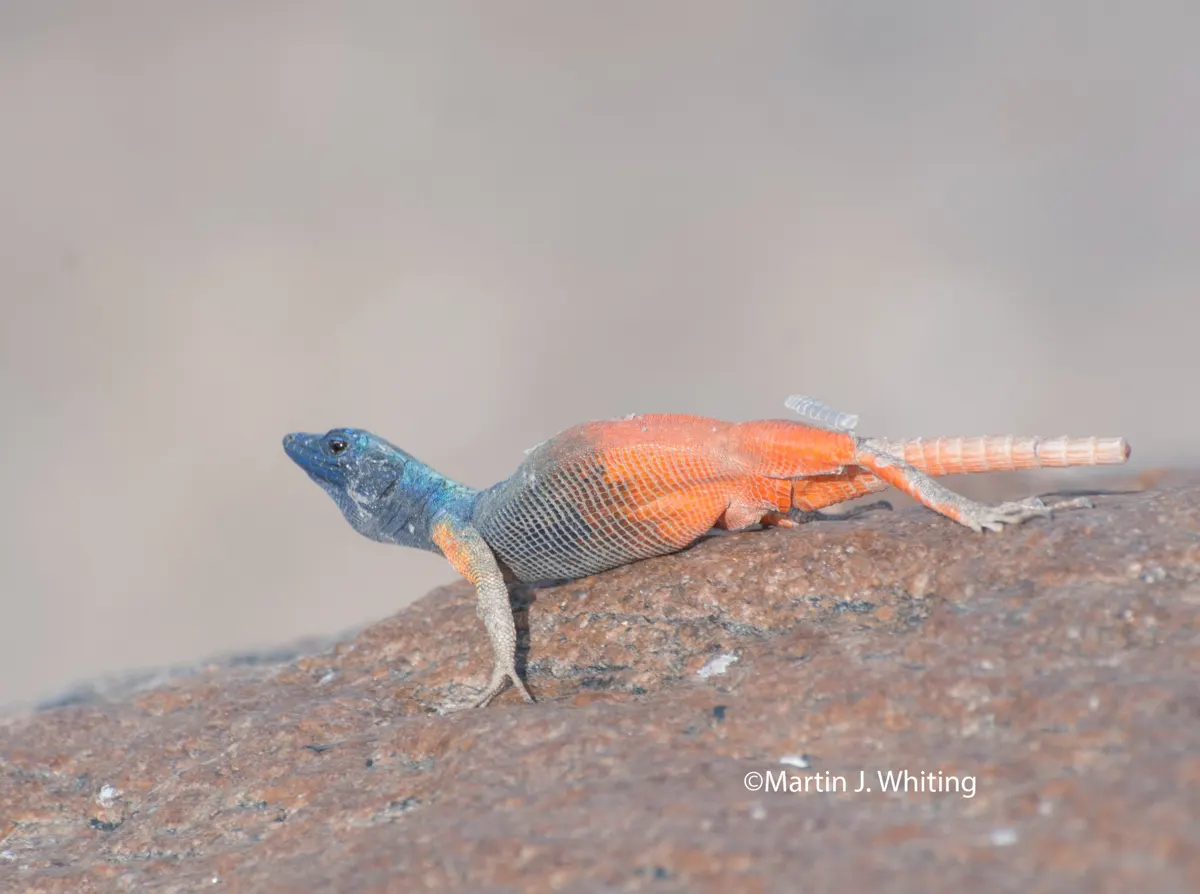 Platysaurus broadleyi