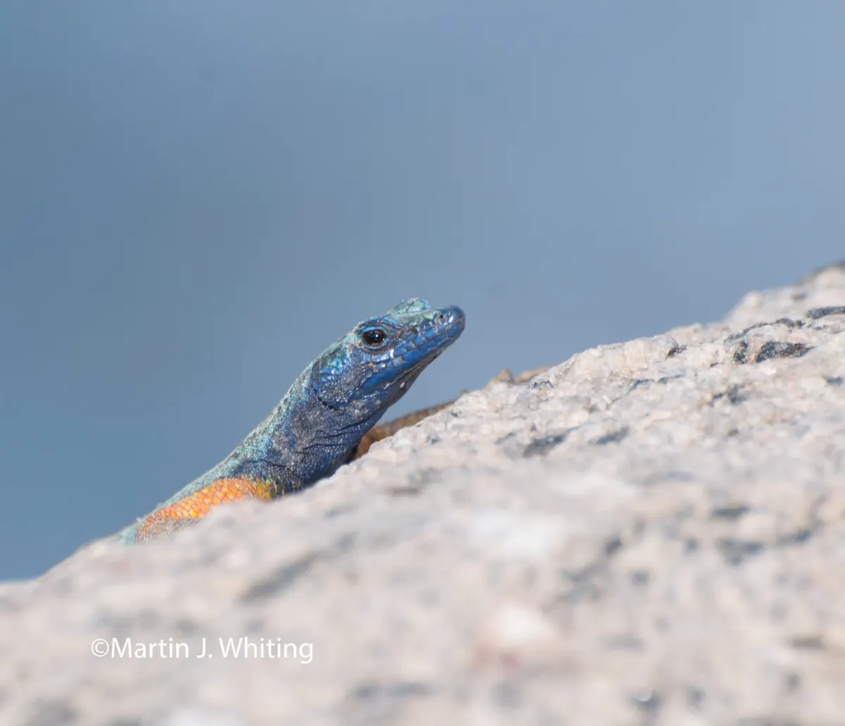 Platysaurus broadleyi