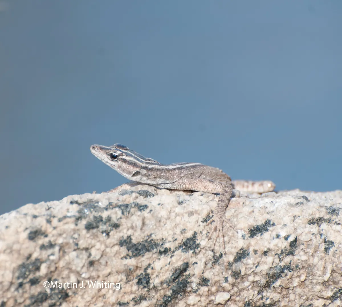Platysaurus broadleyi