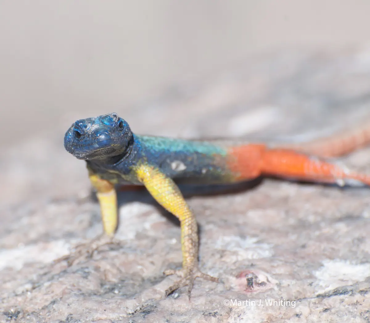Platysaurus broadleyi
