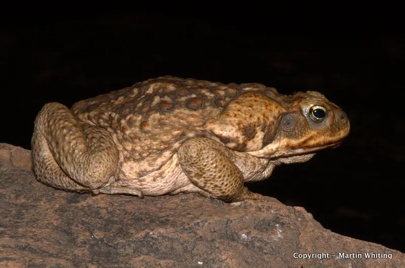 Rhinella marinus