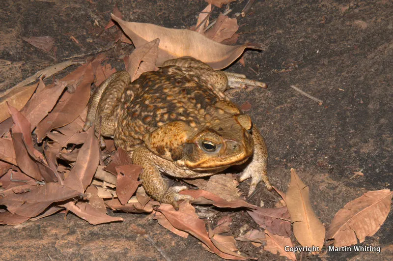 Rhinella marinus