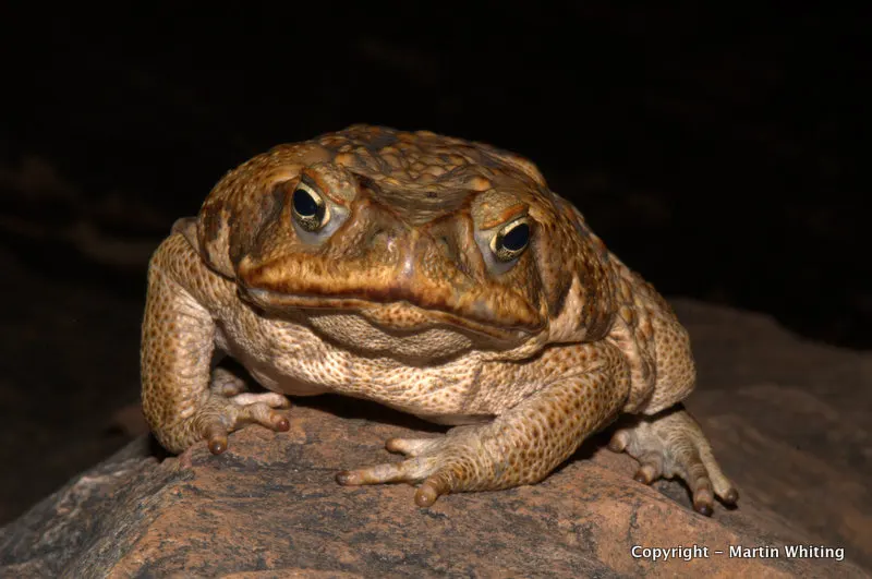 Rhinella marinus