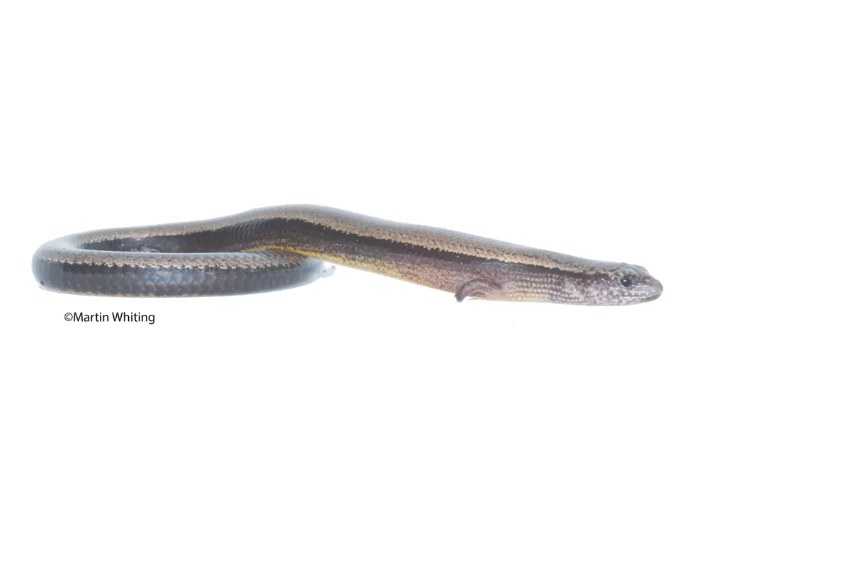 Saiphos equalis