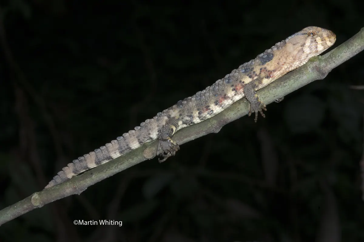 Shinisaurus crocodilurus