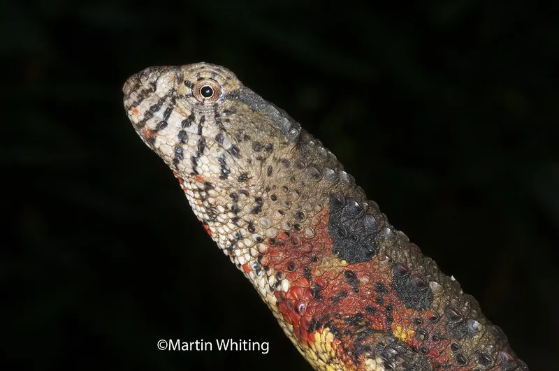 Shinisaurus crocodilurus