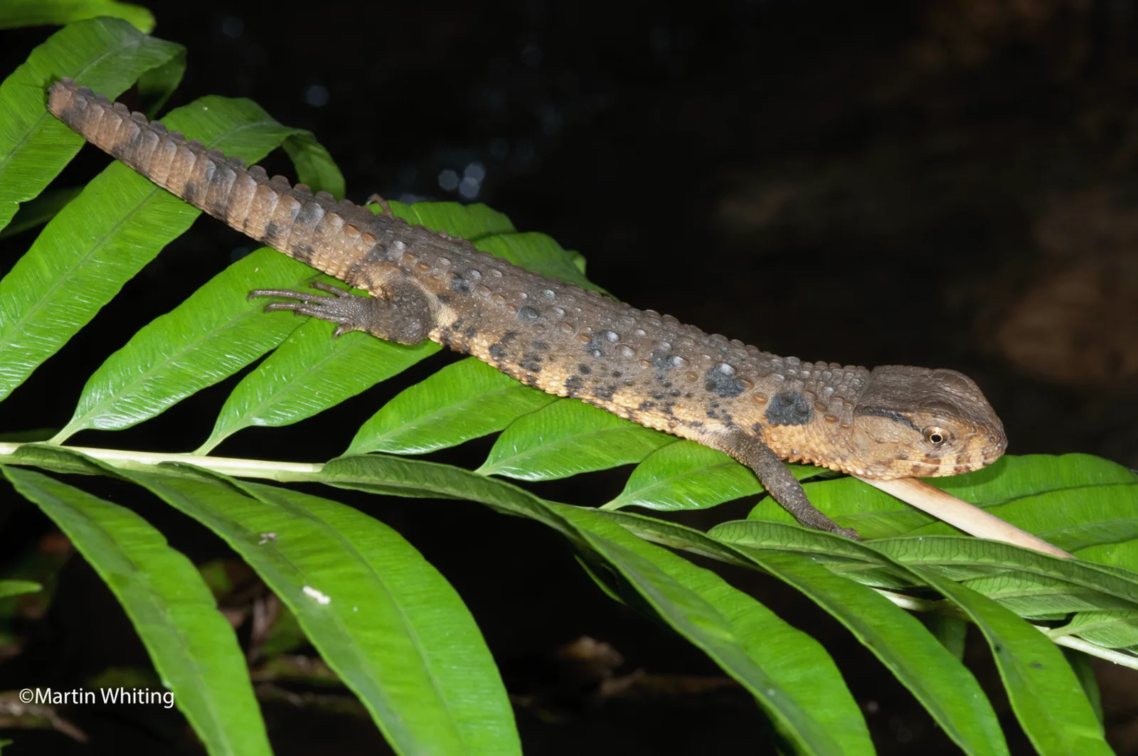 Shinisaurus crocodilurus
