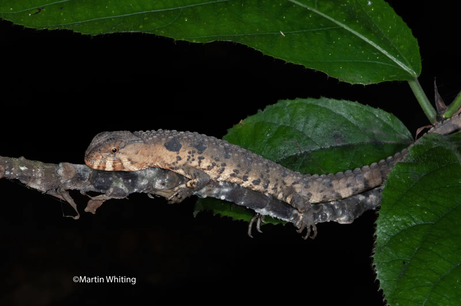 Shinisaurus crocodilurus