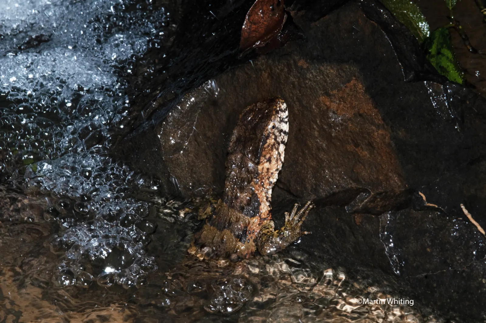 Shinisaurus crocodilurus