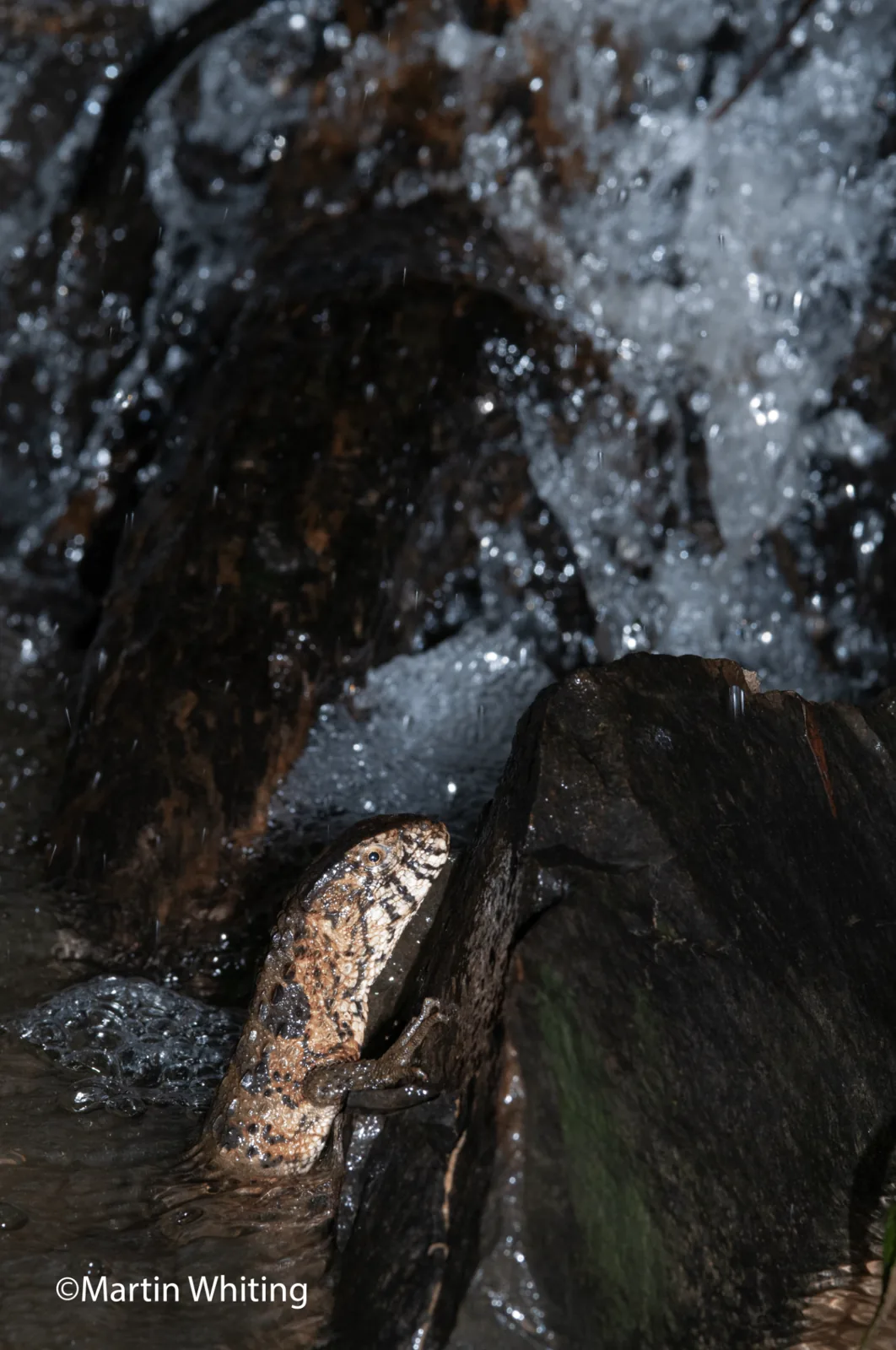 Shinisaurus crocodilurus