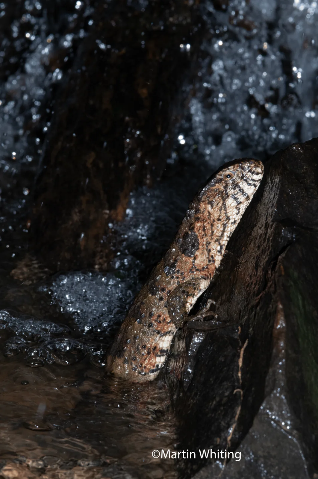 Shinisaurus crocodilurus