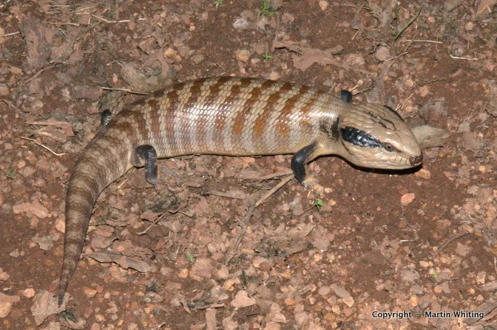 Tiliqua multifasciatus
