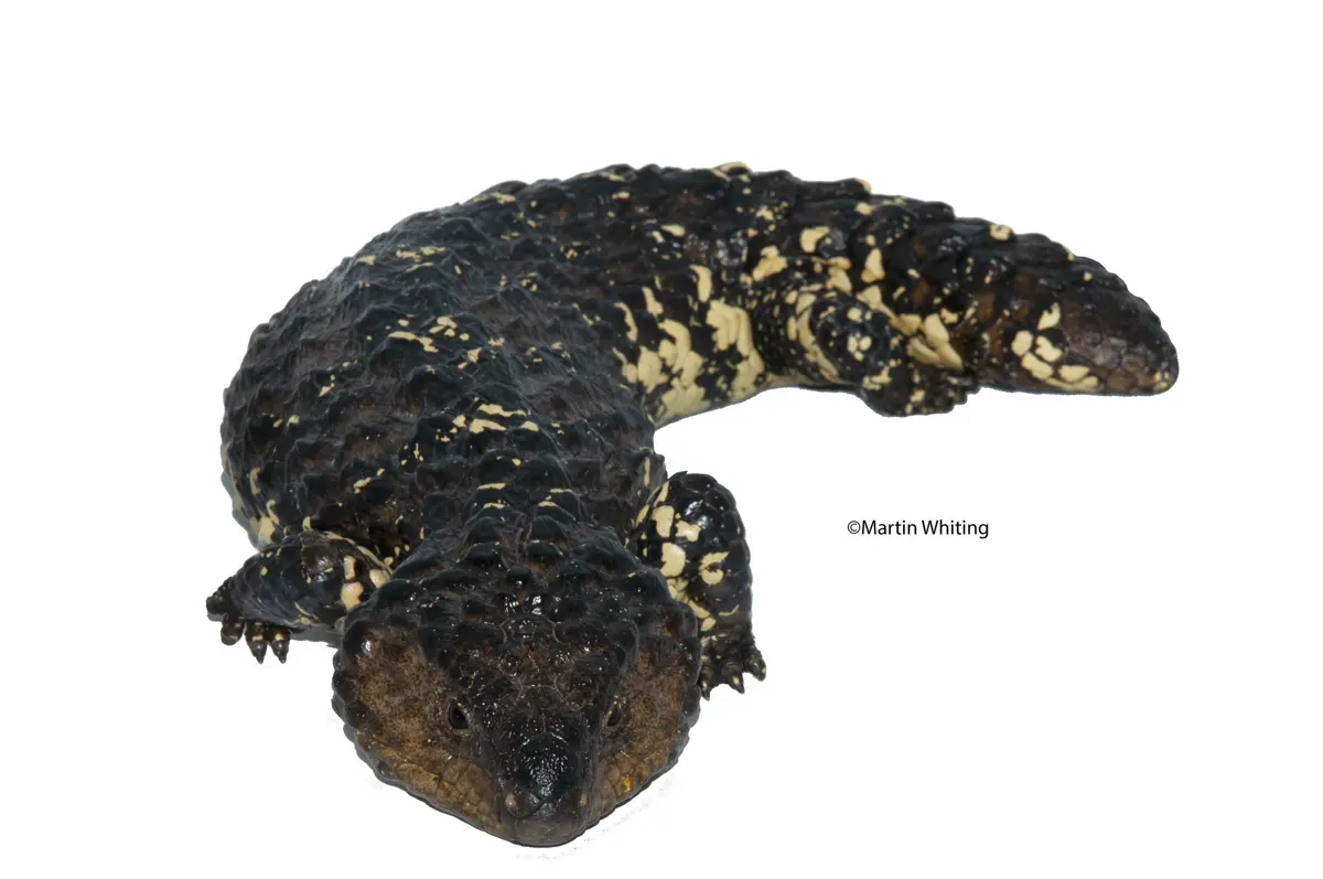 Tiliqua rugosa