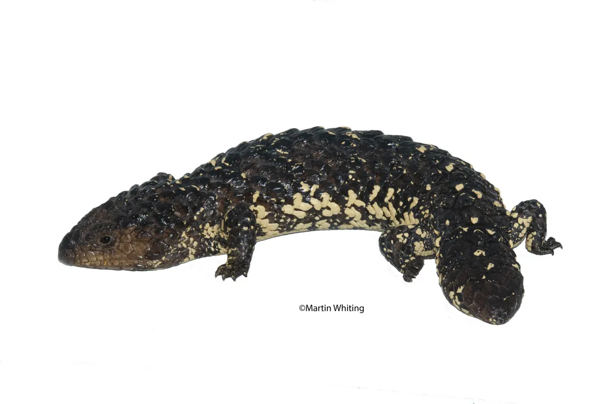Tiliqua rugosa