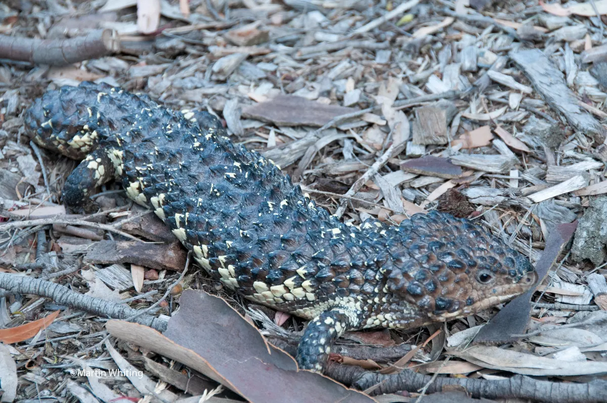 Tiliqua rugosa