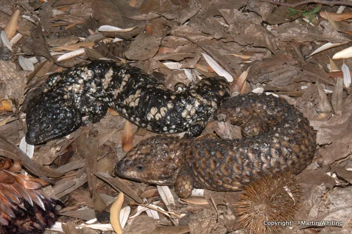 Tiliqua rugosa