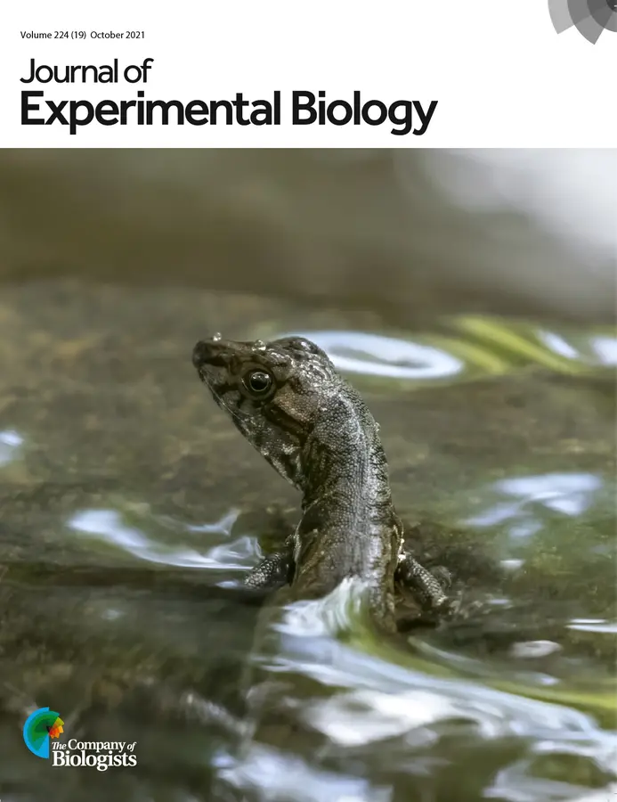Journal of Experimental Biology 2021 cover featuring a lizard emerging from water