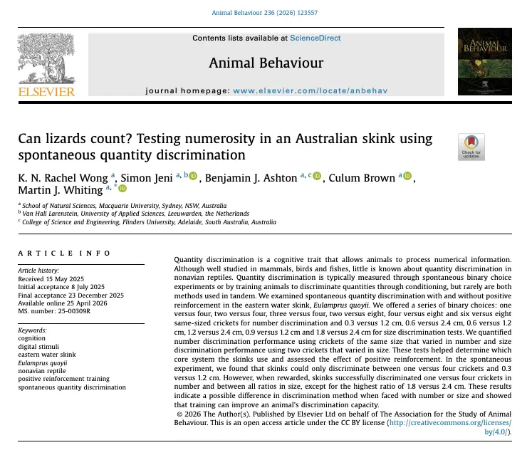 Can lizards count? Testing numerosity in an Australian skink using spontaneous quantity discrimination