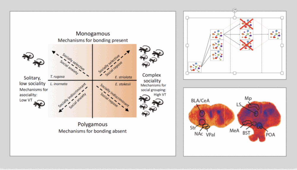 Conceptual figures illustrating lizard social evolution, social networks and brain regions